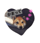 柴兄弟（個別スタンプ：6）