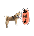 柴兄弟（個別スタンプ：7）