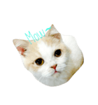 Lamo（個別スタンプ：1）