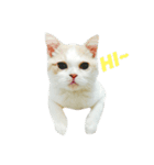 Lamo（個別スタンプ：2）