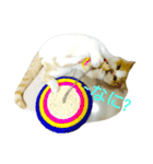 Lamo（個別スタンプ：4）