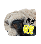ミニピンこてつとミックスサスケの日常（個別スタンプ：4）