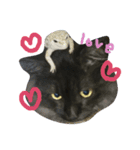 ぶちゃねこグレコ（個別スタンプ：1）