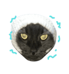 ぶちゃねこグレコ（個別スタンプ：2）