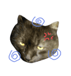 ぶちゃねこグレコ（個別スタンプ：4）