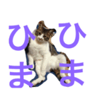 べす929（個別スタンプ：4）