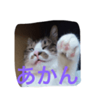 べす929（個別スタンプ：5）
