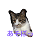 べす929（個別スタンプ：6）