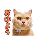 みるゆきねこスタンプ（個別スタンプ：1）
