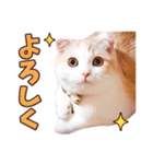 みるゆきねこスタンプ（個別スタンプ：2）
