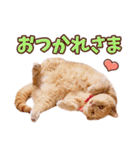 みるゆきねこスタンプ（個別スタンプ：3）