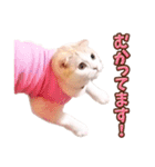 みるゆきねこスタンプ（個別スタンプ：6）
