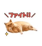 みるゆきねこスタンプ（個別スタンプ：7）