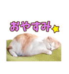 みるゆきねこスタンプ（個別スタンプ：8）