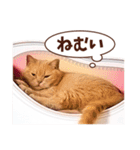 みるゆきねこスタンプ（個別スタンプ：9）