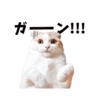みるゆきねこスタンプ（個別スタンプ：10）