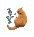 みるゆきねこスタンプ（個別スタンプ：11）