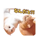 みるゆきねこスタンプ（個別スタンプ：12）