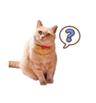みるゆきねこスタンプ（個別スタンプ：14）