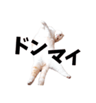 みるゆきねこスタンプ（個別スタンプ：15）