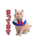 みるゆきねこスタンプ（個別スタンプ：16）