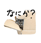 kimamaneco（個別スタンプ：1）