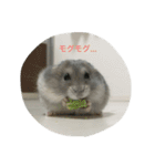 ハムスター好きのためのスタンプ☆そらまろ（個別スタンプ：7）