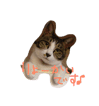 カカオとクルミ（個別スタンプ：1）