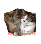 カカオとクルミ（個別スタンプ：5）