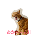 スコのゆめ＆りく（個別スタンプ：6）