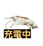 茶ぶち猫シロの日常（個別スタンプ：1）