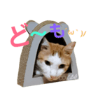 茶ぶち猫シロの日常（個別スタンプ：2）