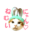 茶ぶち猫シロの日常（個別スタンプ：3）