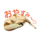 茶ぶち猫シロの日常（個別スタンプ：4）