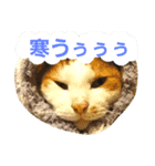 茶ぶち猫シロの日常（個別スタンプ：5）