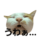 茶ぶち猫シロの日常（個別スタンプ：6）