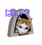 茶ぶち猫シロの日常（個別スタンプ：7）