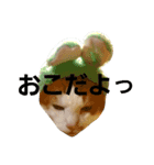 茶ぶち猫シロの日常（個別スタンプ：8）