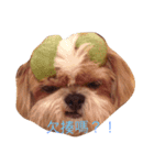 Dodo's happy time（個別スタンプ：5）