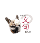 フレンチブルドッグのキーパー（個別スタンプ：13）