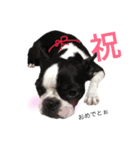 コタウナギ。（個別スタンプ：17）