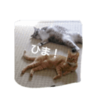 にゃん家（個別スタンプ：2）