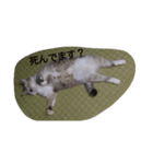 にゃん家（個別スタンプ：3）