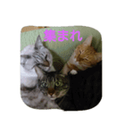 にゃん家（個別スタンプ：5）