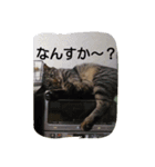 にゃん家（個別スタンプ：6）