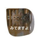 にゃん家（個別スタンプ：8）