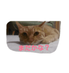 にゃん家（個別スタンプ：10）