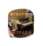 にゃん家（個別スタンプ：11）