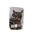 にゃん家（個別スタンプ：12）