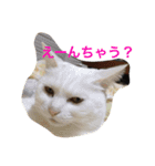 Commonly used words(Aninal ver.)（個別スタンプ：4）